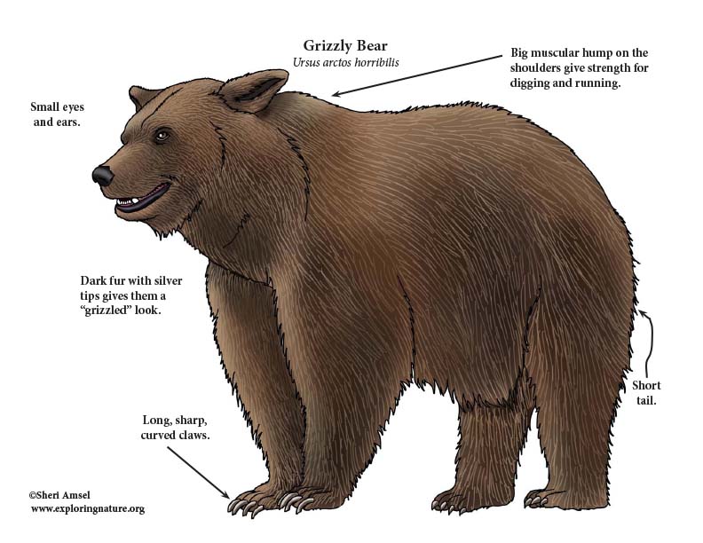 Grizzly Bear Adaptations