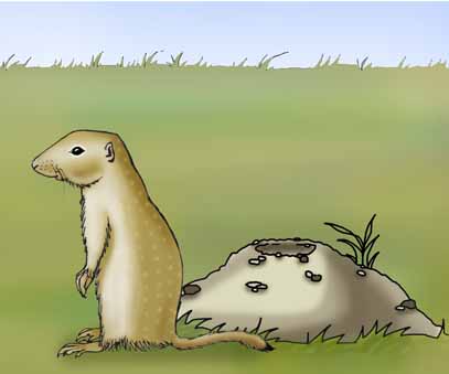 Ground Squirrel (Spotted)