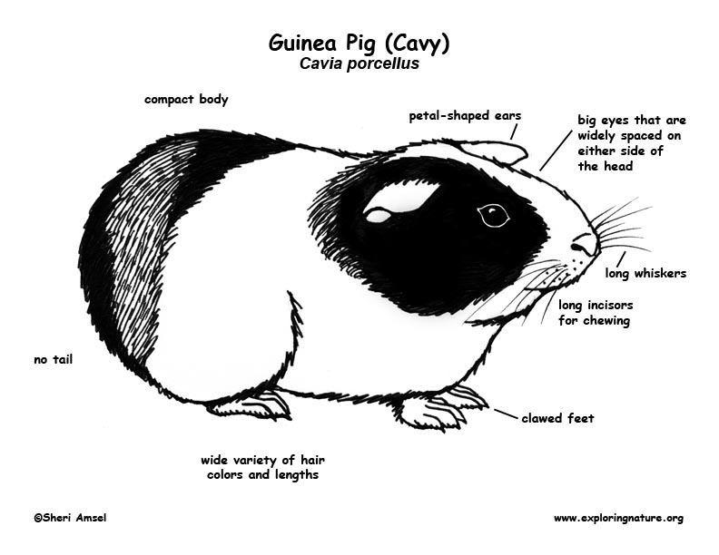 Guinea Pig (Cavy)