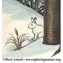 Hare (Snowshoe)