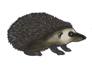 Hedgehog