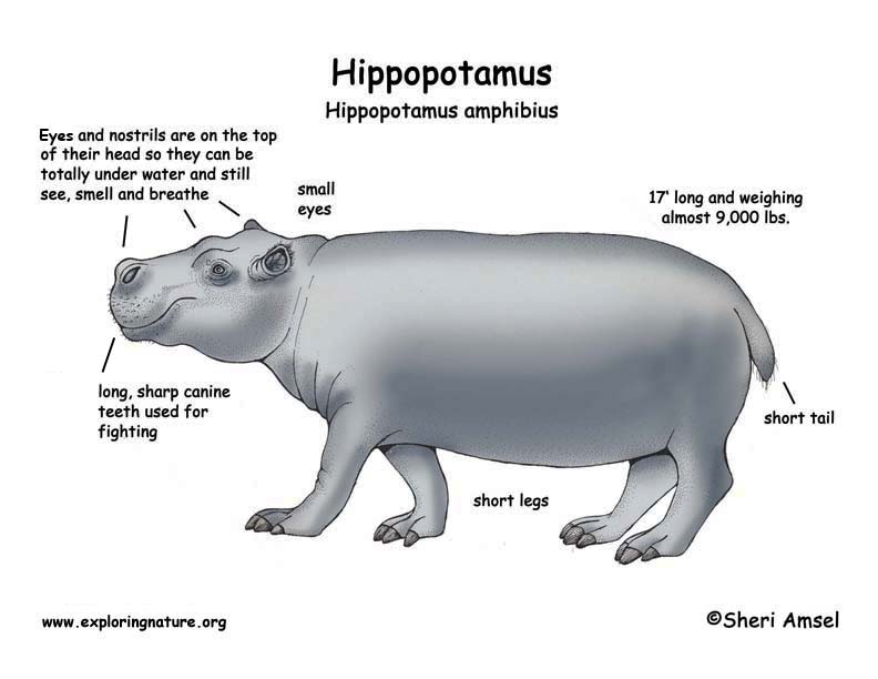 Hippopotamus Hippopotamus