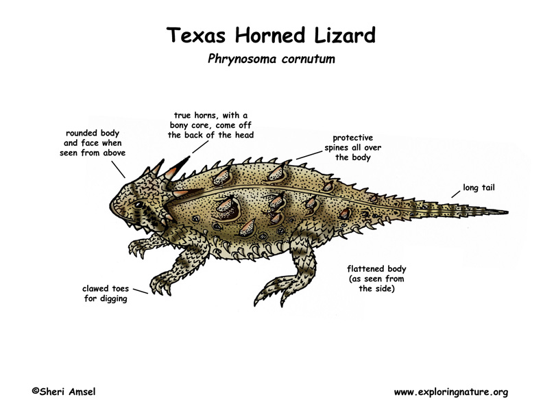 Labelled Diagram Of A Lizard