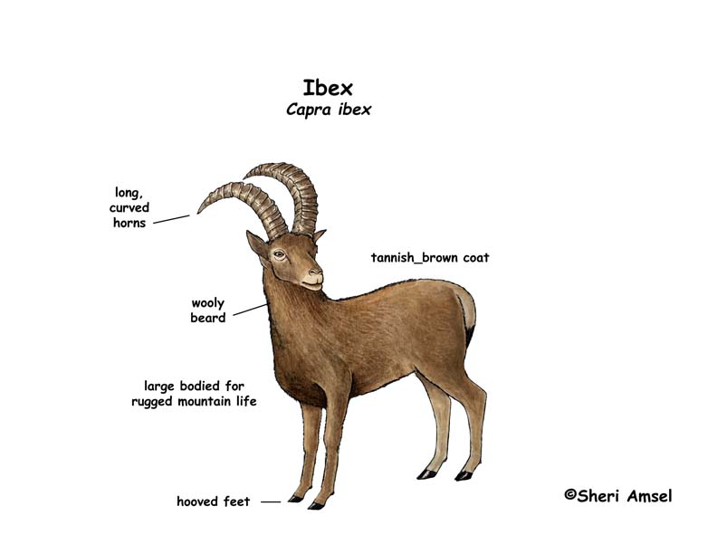 Ibex