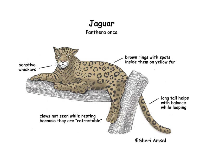 Jaguar Classification Chart