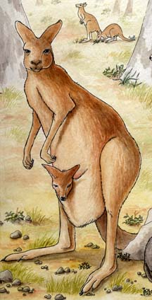 Kangaroo