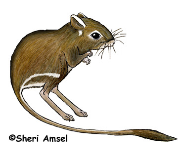 Kangaroo Rat (Ord's)