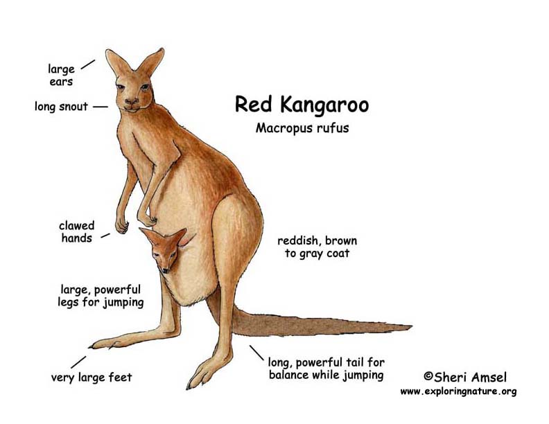 Kangaroo