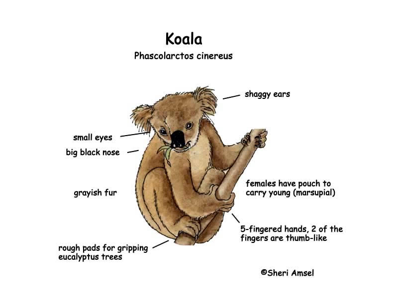 Koala