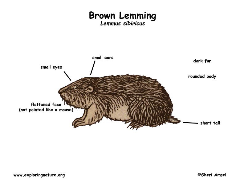 Lemming Facts, Pictures, Information & Video.