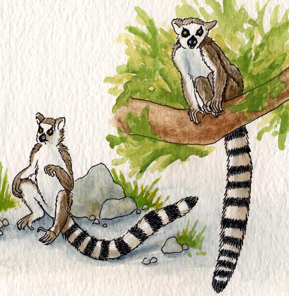 Learn How to Draw a Ring-Tailed Lemur - NWF | Ranger Rick