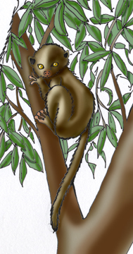 Lemur (Weasel)