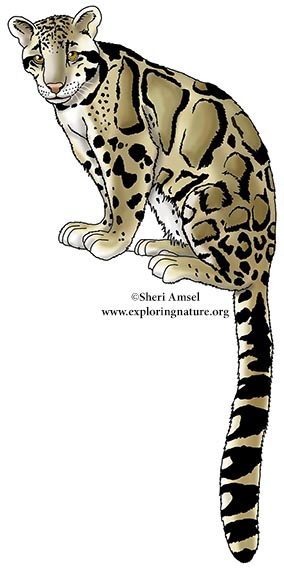 Clouded Leopard