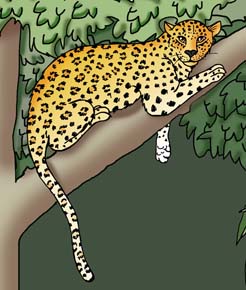 Leopard
