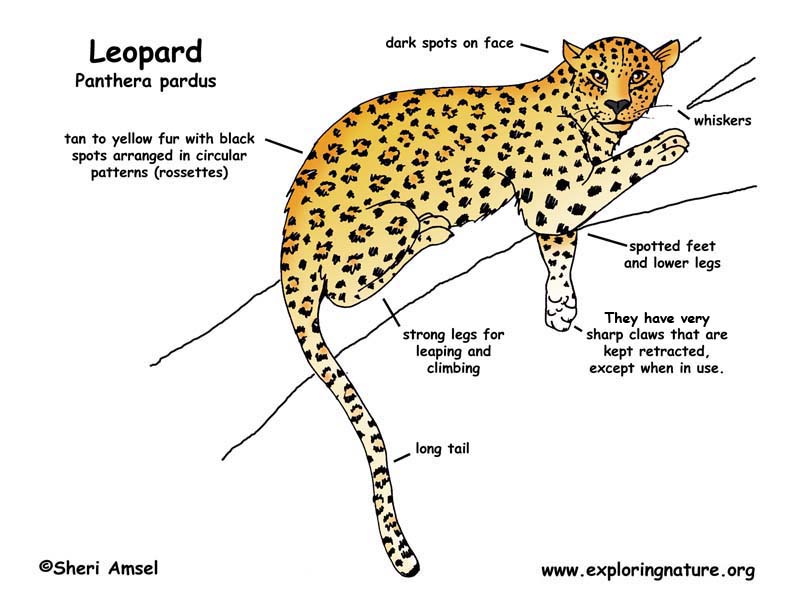 Jaguar Classification Chart