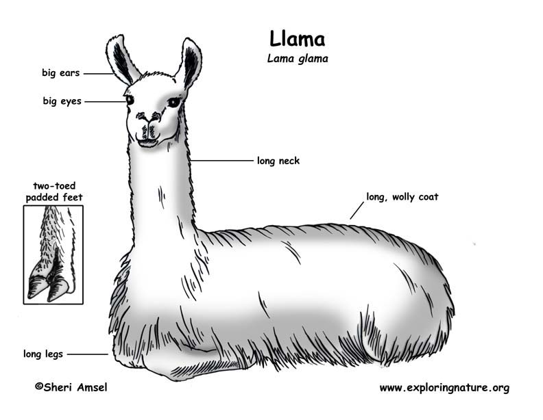 [DIAGRAM] Wiring Diagram Mio Lama