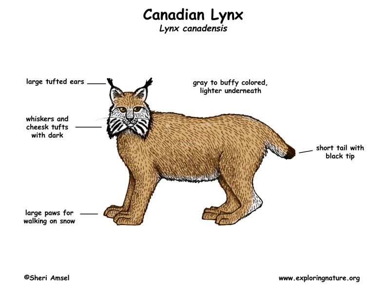 Lynx (Canadian)