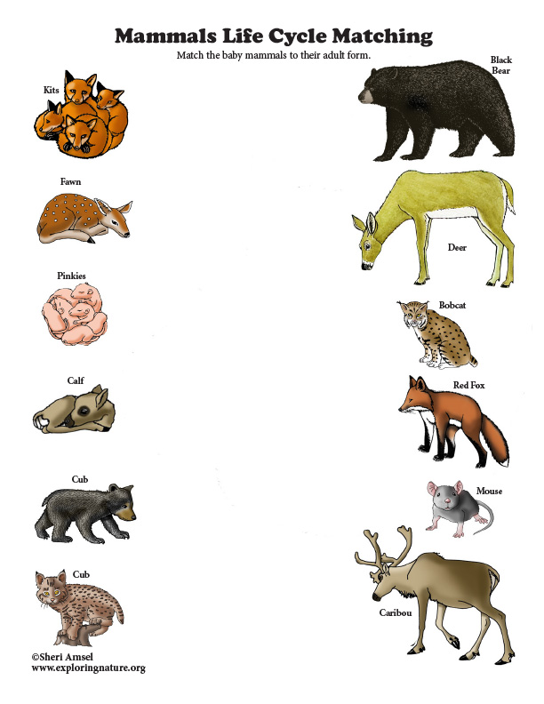 Mammals Life Cycle Matching