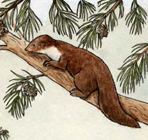 Marten
