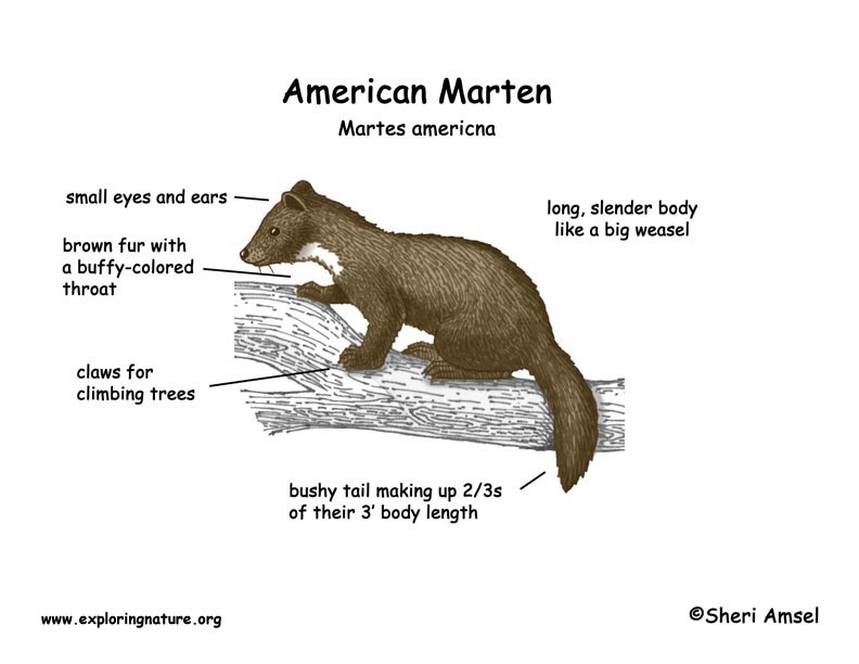 download genetic constraints on adaptive evolution