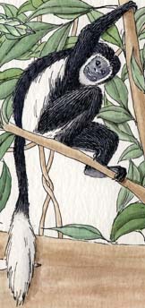 Monkey (Black and White Colobus)
