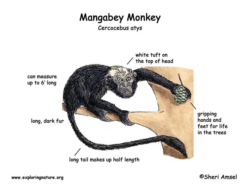 Monkey (Mangabey)