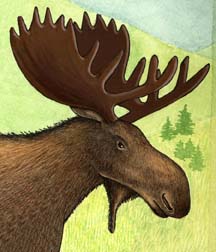 Moose
