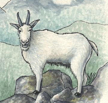 Mountain Goat Body Diagrams and Habitat Posters