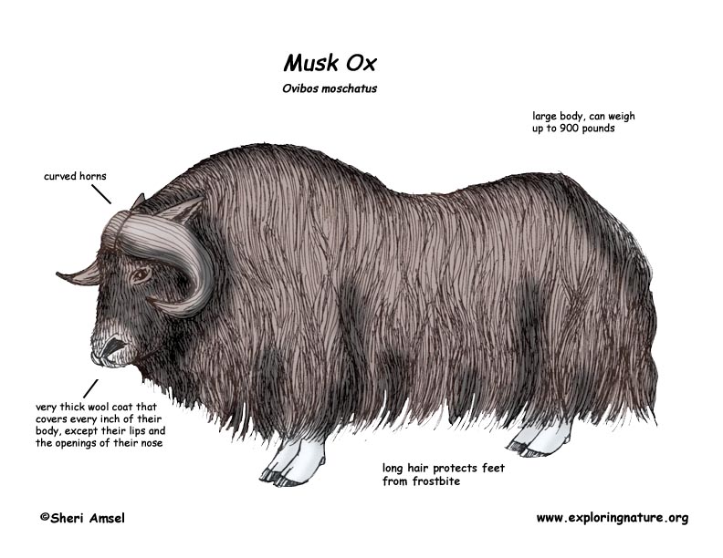 Download Musk Ox