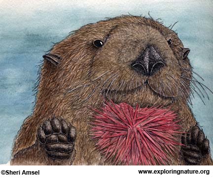 Otter (Sea)