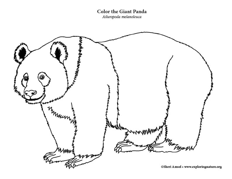 Panda Coloring Page