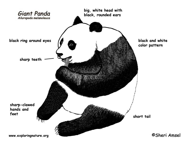 Panda (Giant)