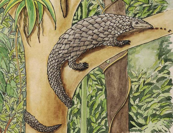 Pangolin