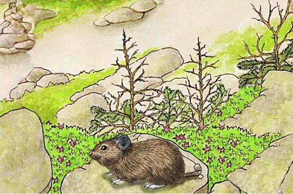 Pika (American)