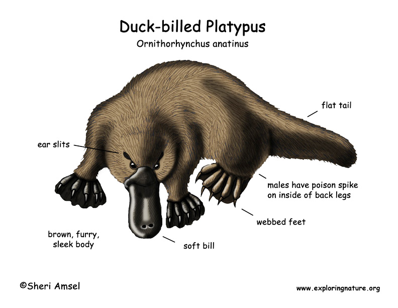 Platypus (Duck-billed)