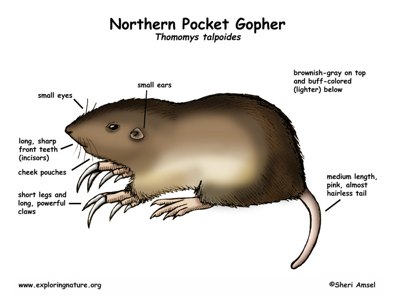 pocket gopher northern website citing mla