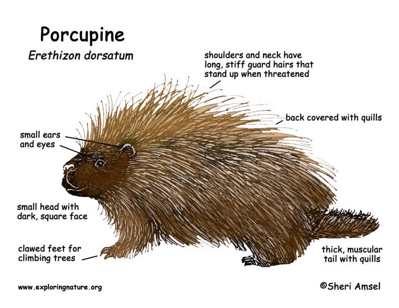 Porcupine