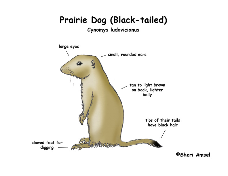 Prairie Dog (Black-tailed)