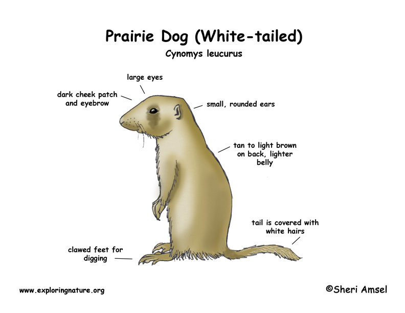 Prairie Dog (White-tailed) Prairie Dog (White-tailed)