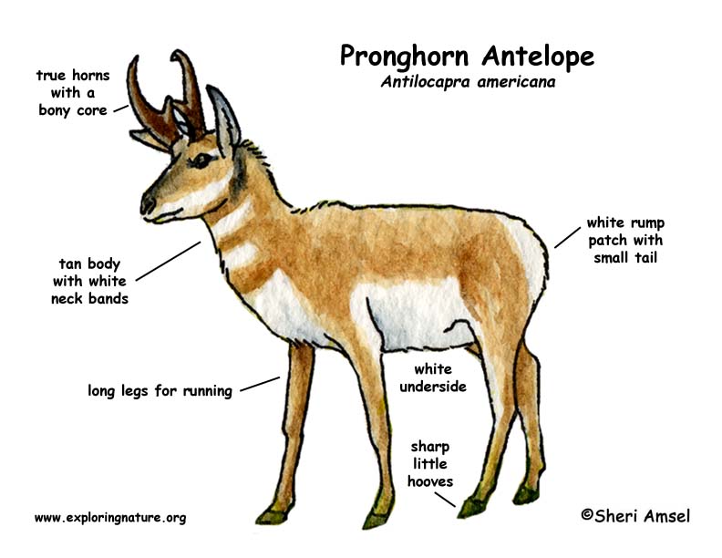 Antelope (Pronghorn)