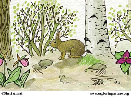 Rabbit (Cottontail)