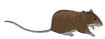 Rat (Brown)