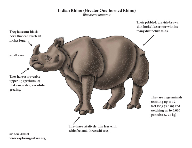 Rhinoceros (Indian) or Greater One-horned Rhinoceros Rhinoceros (Indian) or Greater One-horned Rhinoceros