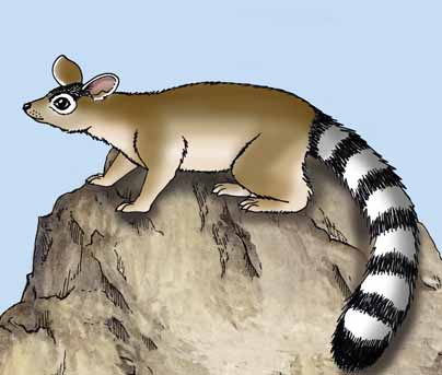 Ringtail