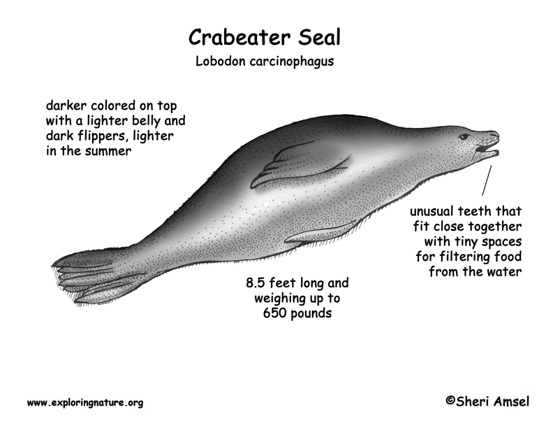 seal-crabeater