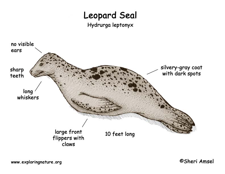 Seal Leopard seal-leopard