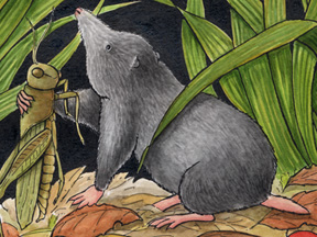 Shrew (Northern Short-tailed)