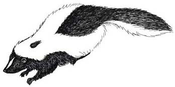 Skunk (Striped)