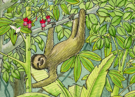 Three-Toed Sloth