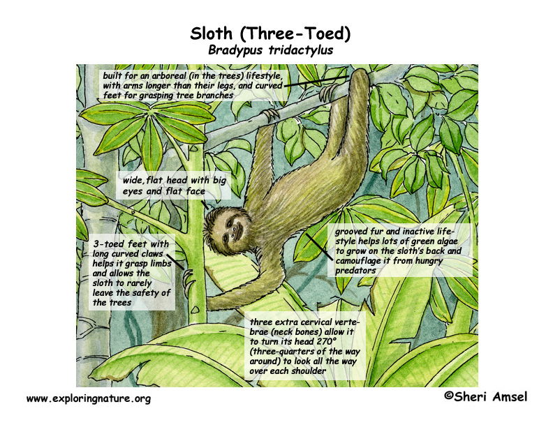 Sloth (Three-Toed)